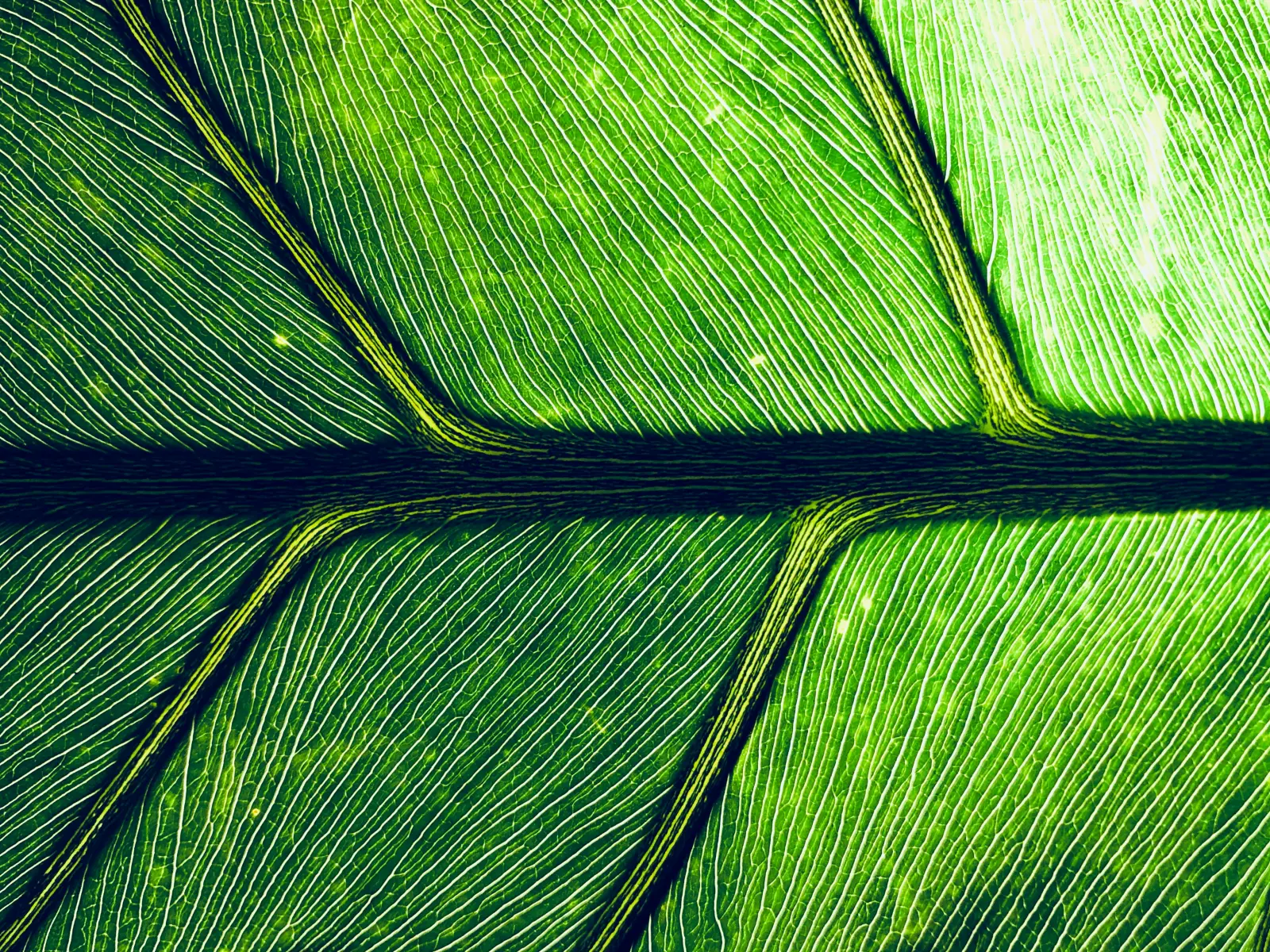 A leaf, very close.